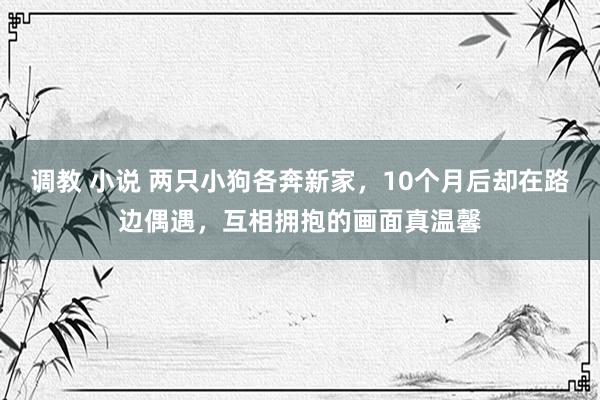 调教 小说 两只小狗各奔新家，10个月后却在路边偶遇，互相拥抱的画面真温馨