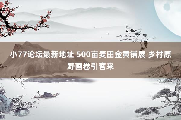小77论坛最新地址 500亩麦田金黄铺展 乡村原野画卷引客来